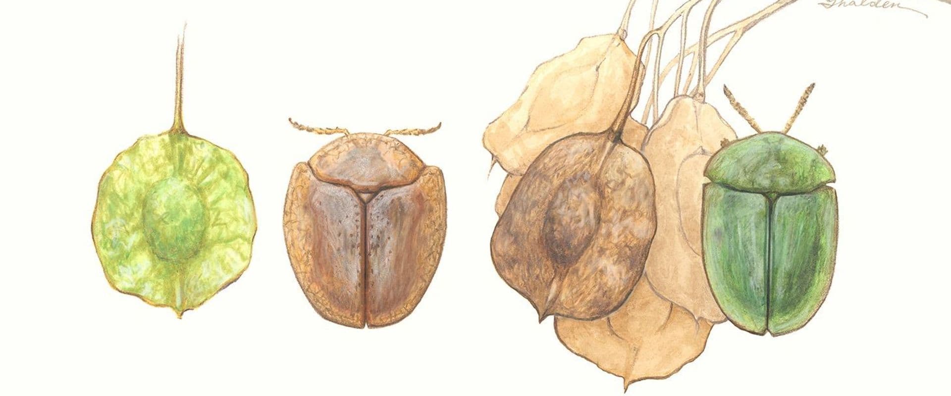 Zebith Thalden: Fine Art