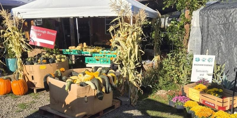 Bigham Farms Pumpkin Patch