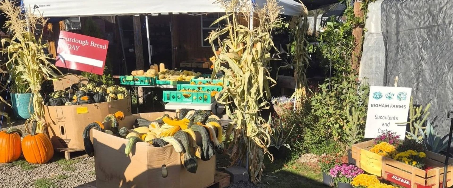 Bigham Farms Pumpkin Patch