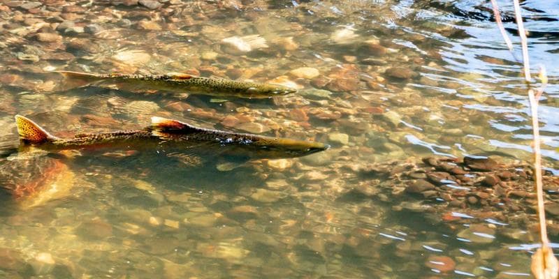 Bear Creek Salmon Viewing Bike Ride