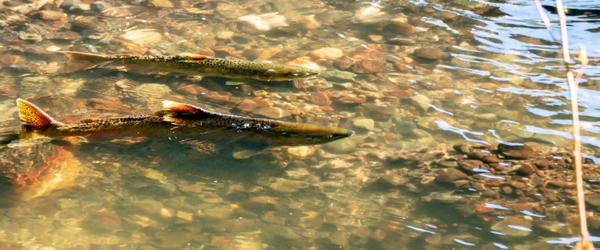 Bear Creek Salmon Viewing Bike Ride