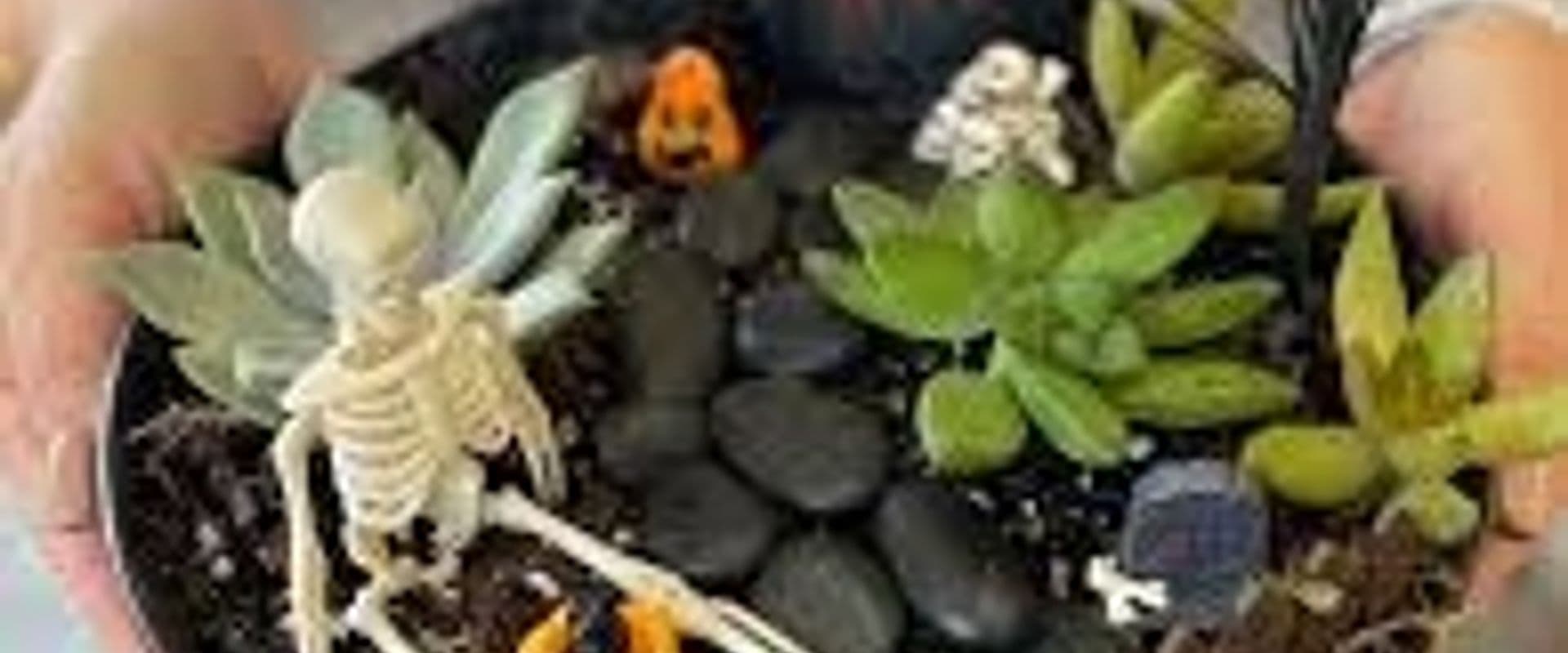 Spooky Succulent Arrangements